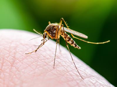 Acute Inflammation Mosquito Bite - Image source nih.gov SaferCures.com