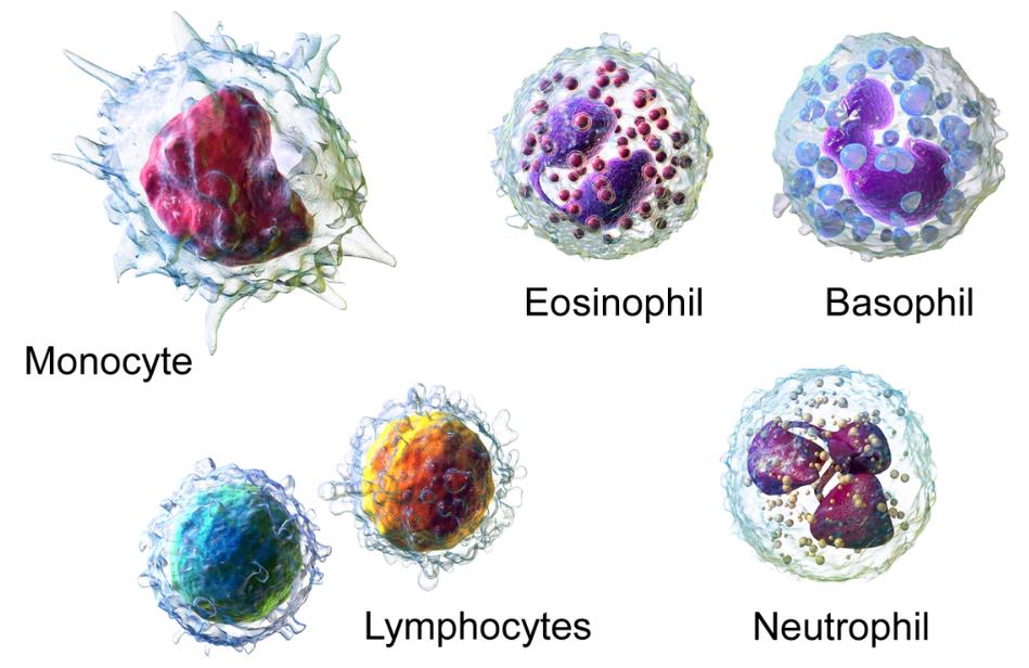 White Blood Cells Fight Infection Image source Wikimedia SaferCures.com