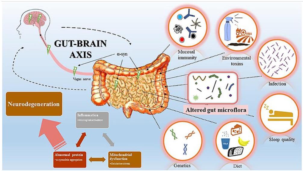 Gut Brain Axis in GAPS and Chronic Mental Health Conditions Image source Wikimedia Commons - no changes - SaferCures.com 