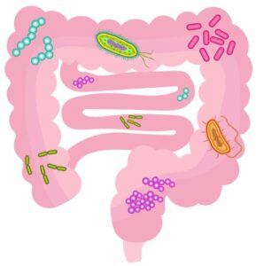 Gut Microbiota - Colon health Image source Wikimedia Commons SaferCures.com