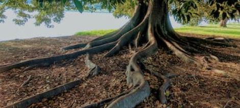 Root Cause Functional Medicine Image source Pexels SaferCures.com