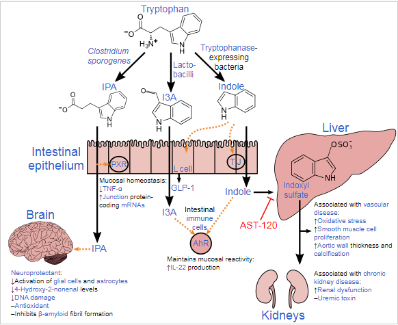 Tryptophan metabolism by human gastrointestinal microbiota Source: Wikipedia.org Safercures.com