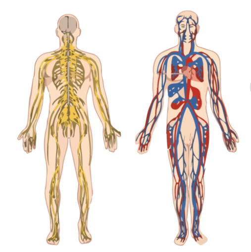 Illustration of five human body systems Source: Wikimedia Commons Safercures.com - Vitamin B and Gut Health