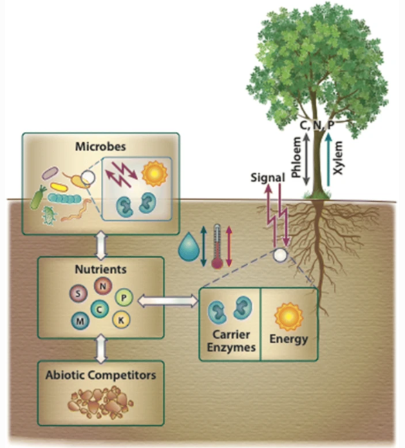 Tree root nutrient acquisition Source: springer.com Safercures.com - Good Microbes in the Gut